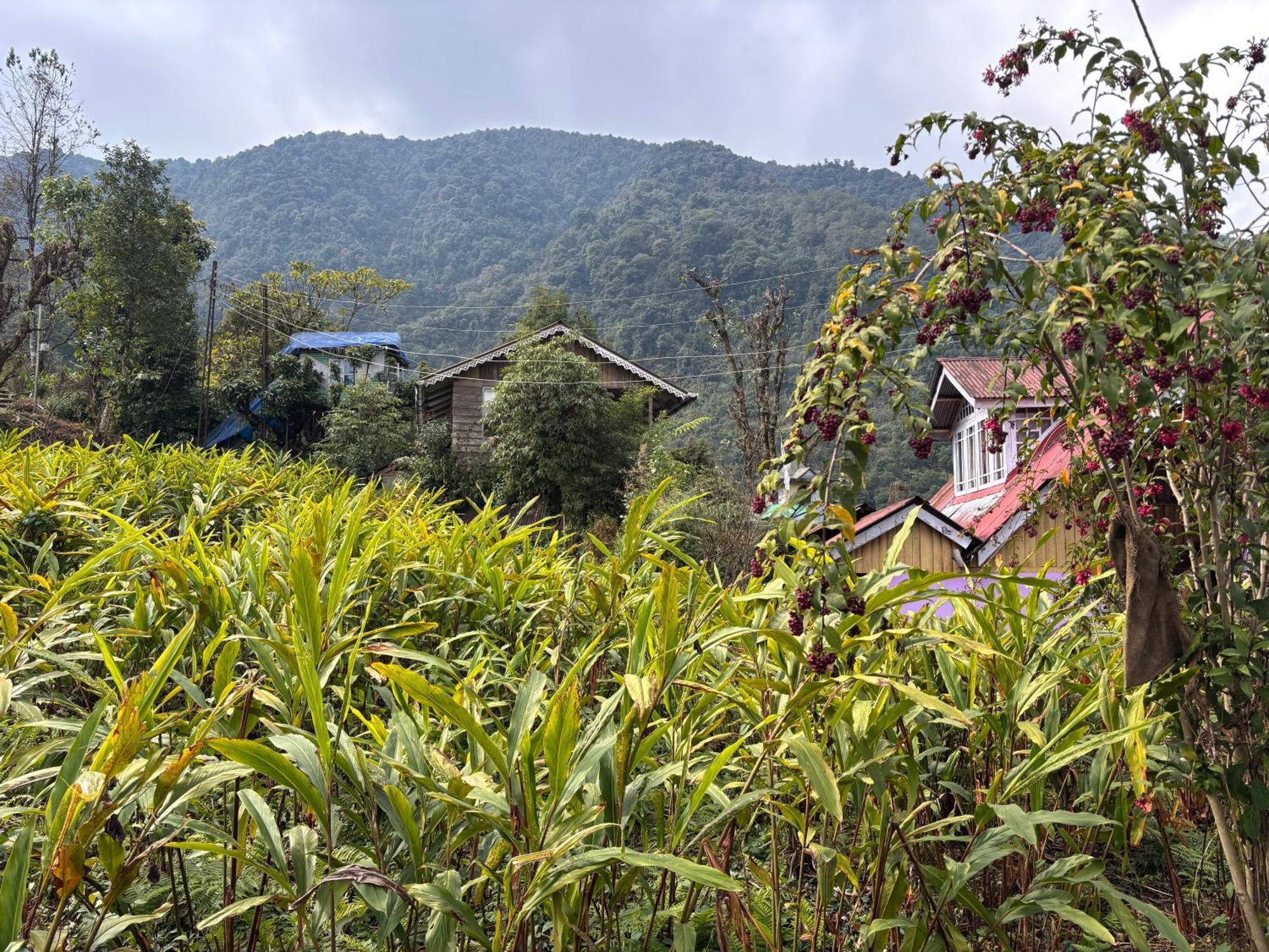 ペリングOdyssey'S Darap Eco Retreatアパートメント エクステリア 写真